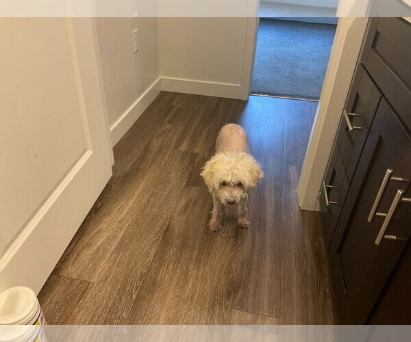 Medium Photo #4 Mutt Puppy For Sale in Salt Lake City, UT, USA