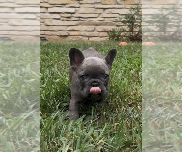 Medium Photo #33 French Bulldog Puppy For Sale in SUSSEX, WI, USA