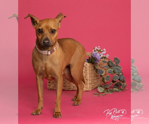 Medium Photo #2 Chihuahua-Unknown Mix Puppy For Sale in Claremore, OK, USA