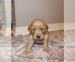 Small Photo #4 Golden Retriever Puppy For Sale in GRAND BAY, AL, USA
