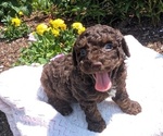 Small #3 Poodle (Toy)