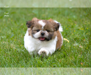 Shih Tzu Puppy for sale in CLARE, MI, USA