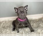 Small Photo #4 French Bulldog Puppy For Sale in HOLLISTER, CA, USA