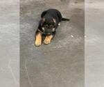 Small #2 German Shepherd Dog