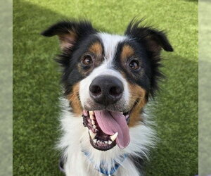 Australian Shepherd Dogs for adoption in Martinez, CA, USA