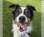 Small Australian Shepherd