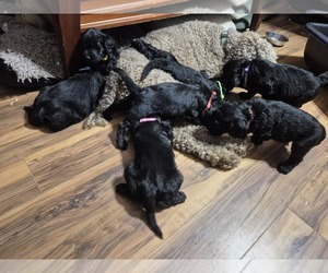 Goldendoodle Puppy for Sale in AIKEN, South Carolina USA