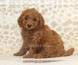 Cavapoo Puppy for sale in DENVER, PA, USA