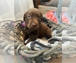 Puppy Puppy 5 Labrador Retriever