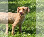 Small #1 Poodle (Miniature)