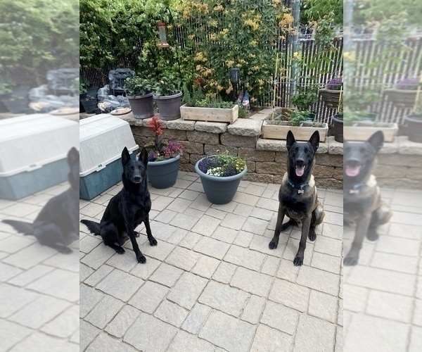 Medium Photo #2 Belgian Malinois Puppy For Sale in JEROME, ID, USA