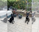 Small Photo #2 Belgian Malinois Puppy For Sale in JEROME, ID, USA