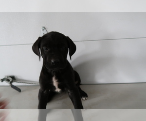 Great Dane Puppy for sale in COLDWATER, MI, USA