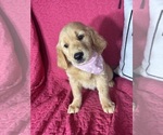 Small #2 Golden Retriever