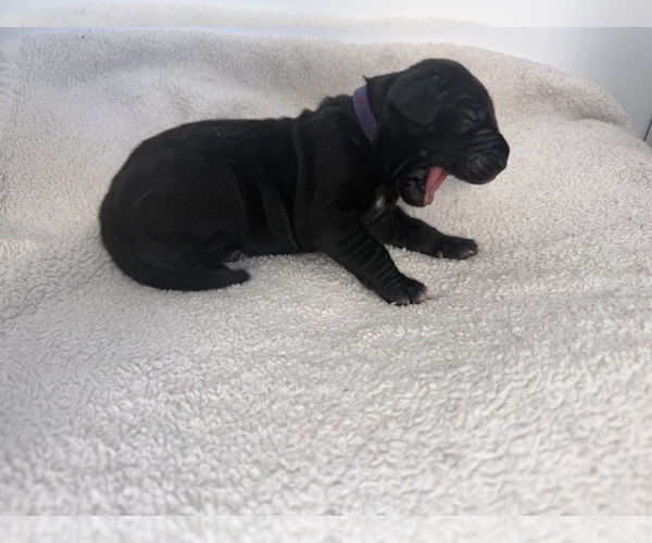 Medium Photo #14 Great Dane Puppy For Sale in OLATHE, CO, USA