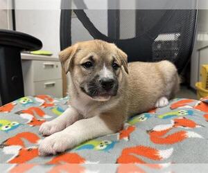 Mutt Dogs for adoption in Stockton, CA, USA