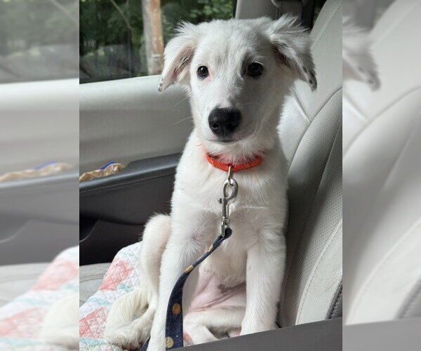 Medium Photo #20 Great Pyrenees-Unknown Mix Puppy For Sale in Brewster, NY, USA