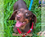 Small #2 Dachshund
