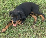 Puppy Dino Rottweiler