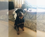 Small #8 Rottweiler