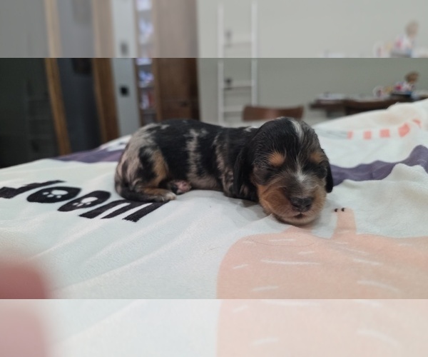 Medium Photo #6 Dachshund Puppy For Sale in WEST PLAINS, MO, USA