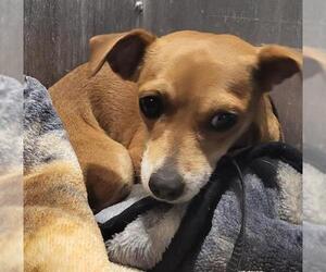 Chihuahua-Unknown Mix Dogs for adoption in San Antonio, TX, USA