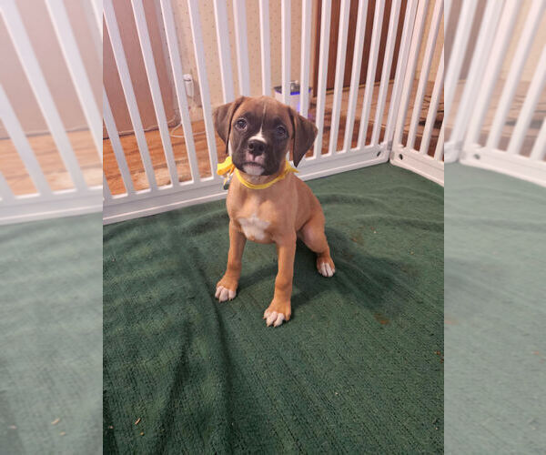 Medium Photo #3 Boxer Puppy For Sale in LYONS, KS, USA