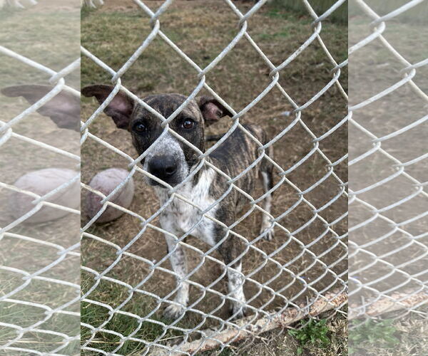 Medium Photo #3 Mutt Puppy For Sale in Jackson, MS, USA