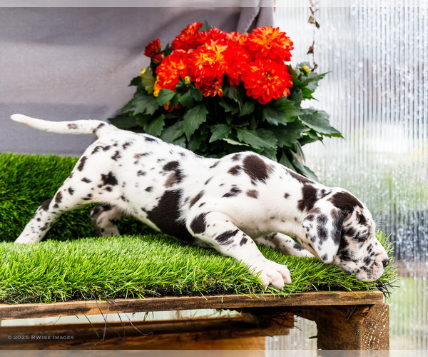 Medium Photo #78 Great Dane Puppy For Sale in WAKARUSA, IN, USA