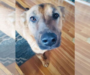 German Shepherd Dog-Unknown Mix Dogs for adoption in Princeton, MN, USA