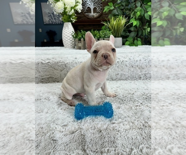 Medium Photo #2 French Bulldog Puppy For Sale in GREENFIELD, IN, USA