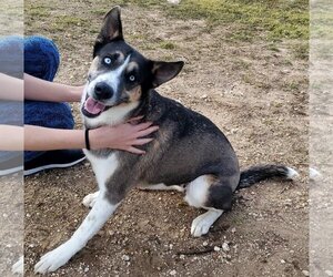 Siberian Husky-Unknown Mix Dogs for adoption in Denton, TX, USA