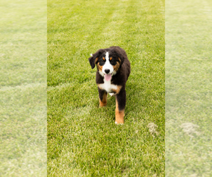 Bernese Mountain Dog Puppy for Sale in WOLCOTTVILLE, Indiana USA