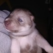 Small Photo #2 Siberian Husky Puppy For Sale in MERSHON, GA, USA