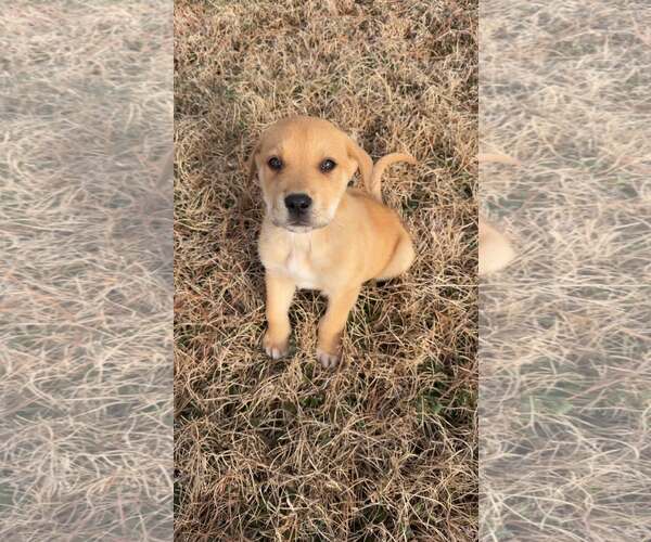 Medium Photo #3 Australian Shepherd-Unknown Mix Puppy For Sale in Holly Springs, NC, USA
