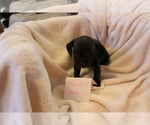 Small #3 Chihuahua