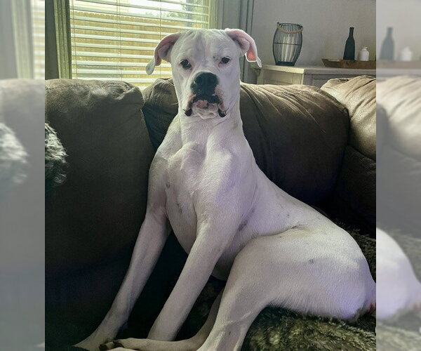 Medium Photo #4 Boxer Puppy For Sale in Austin, TX, USA