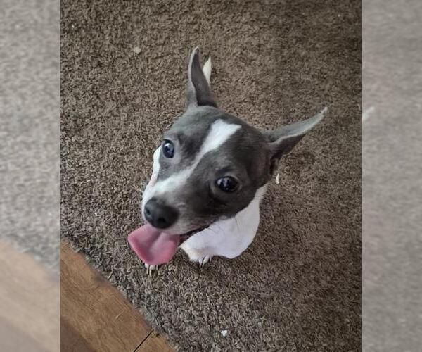 Medium Photo #1 Chihuahua-Unknown Mix Puppy For Sale in San Antonio, TX, USA
