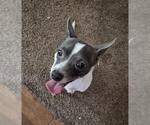 Small Chihuahua Mix