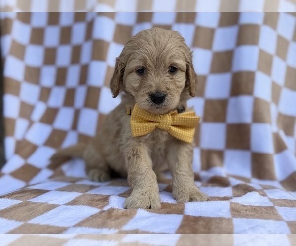 Medium Photo #4 Goldendoodle Puppy For Sale in LAKELAND, FL, USA
