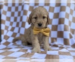 Small #3 Goldendoodle