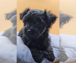 Puppy Puppy 6 YorkiePoo