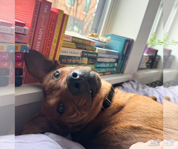 Medium Photo #8 Labrador Retriever-Retriever  Mix Puppy For Sale in Washington, DC, USA