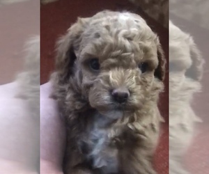 Poodle (Toy) Puppy for sale in MATTOON, IL, USA