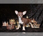 Small Photo #4 Chihuahua Puppy For Sale in CHARLESTON, AR, USA