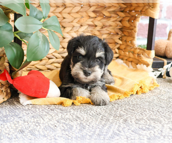 Medium Photo #10 Schnauzer (Miniature) Puppy For Sale in SYRACUSE, IN, USA