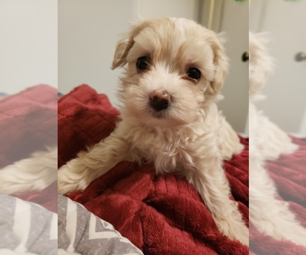 Medium Photo #6 Maltipoo Puppy For Sale in INDEPENDENCE, MO, USA