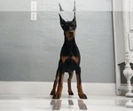Small #11 Doberman Pinscher