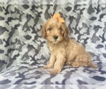 Small #2 Cavapoo