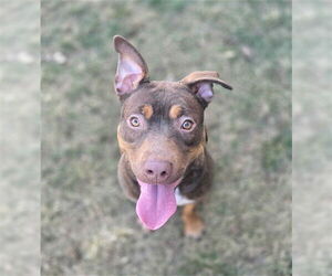 Mutt Dogs for adoption in Ogden, UT, USA